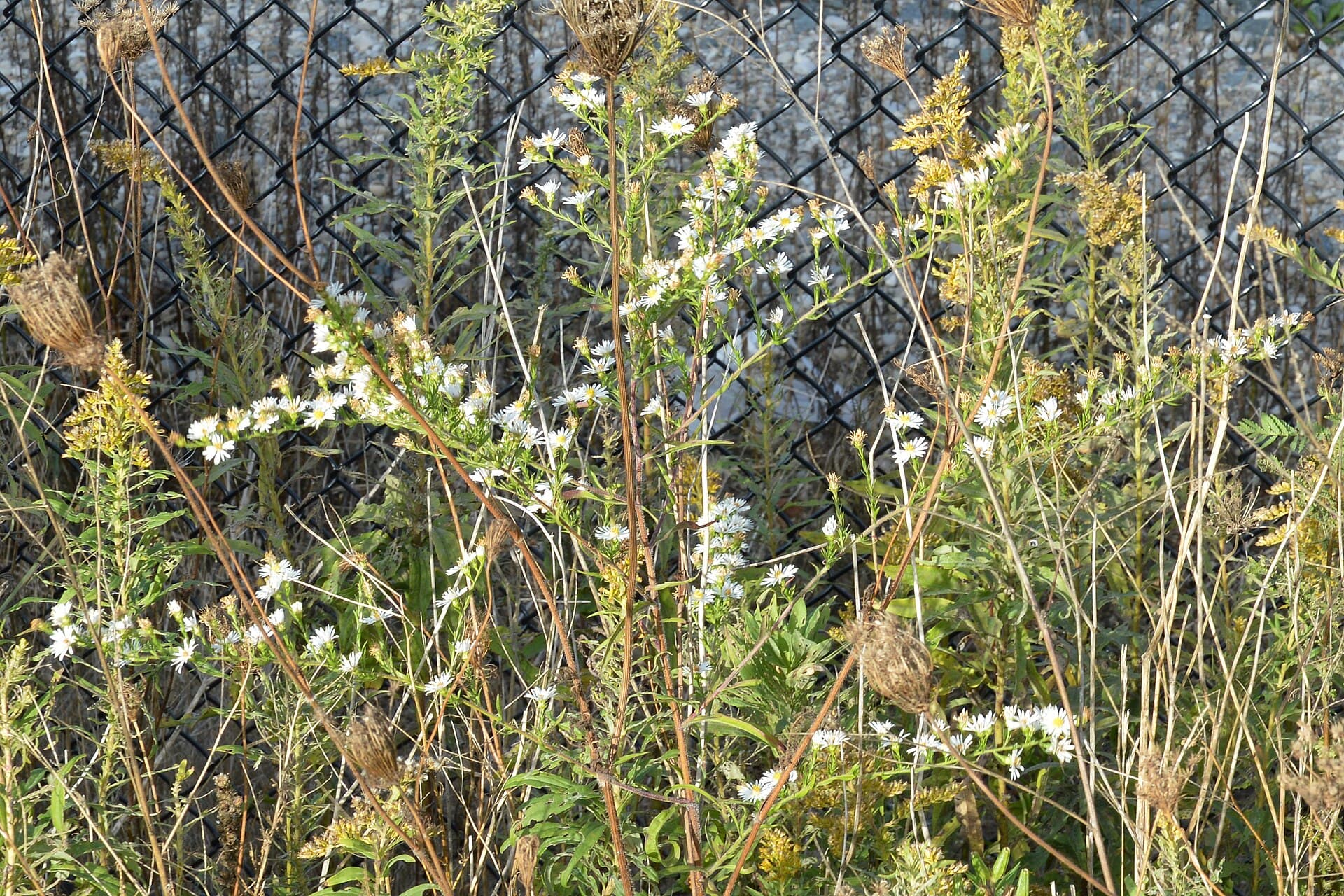 Wild Asters (Frost and Heath) (Symphyotrichum pilosum & S. ericoides)