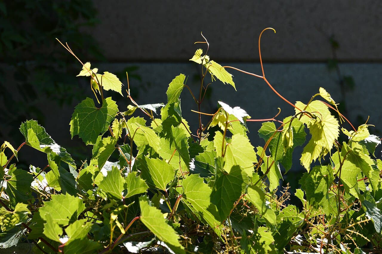Wild Grape