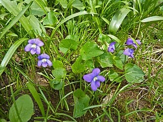 Wild Violet (Viola sororia)